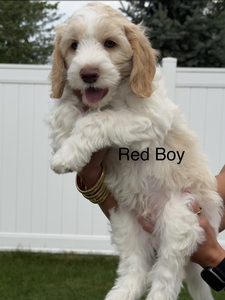 Red boy 